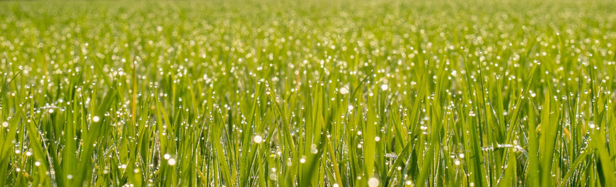 Full frame shot of crops growing on field