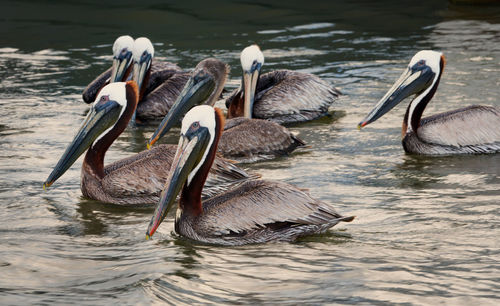 Ducks swimming in lake