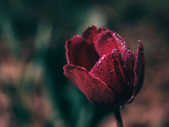 Close-up of wet red rose