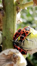 Close-up of butterfly on flower