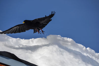 Low angle view of birds flying in sky