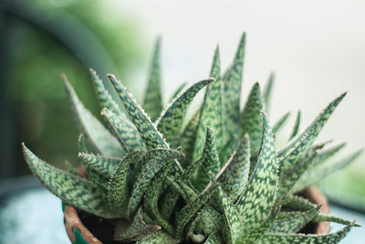 Close-up of potted cactus plant