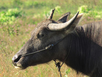 Close-up of a horse on field