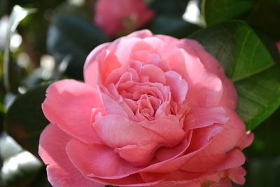 Close-up of pink flower blooming outdoors