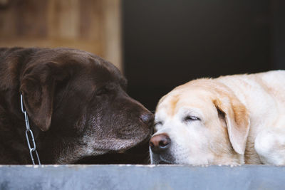 Close-up of dog resting