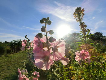 Close-up of pink flowers blooming against sky