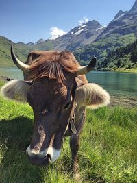 Cow on field by mountain against sky