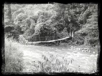 Scenic view of river in forest