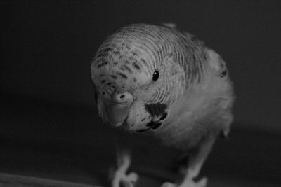 Close-up of fish swimming against black background