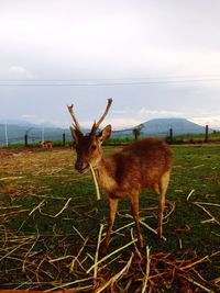 Deer on field against sky