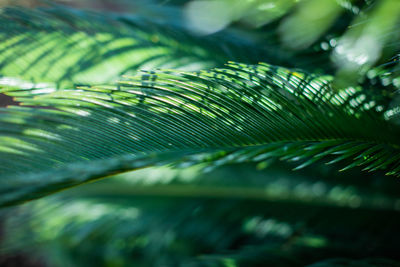 Close-up of palm tree