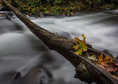 High angle view of river flowing in forest