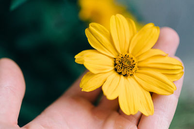 Close-up of yellow flower