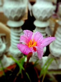 Close-up of pink flower