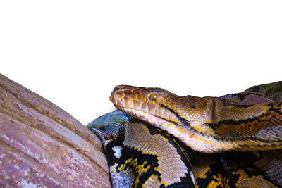 Close-up of a lizard over white background