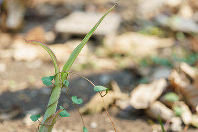 Close-up of plant