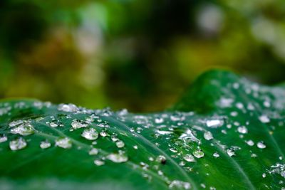 Some rain drops fall on a taro leaves in the morning.