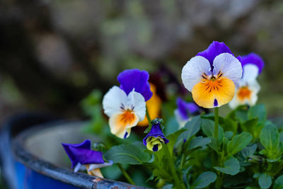 Close-up of purple flowering plant