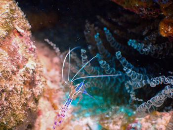 Close-up of fish underwater