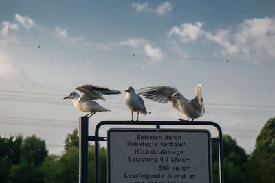Seagulls perching on sign board against sky