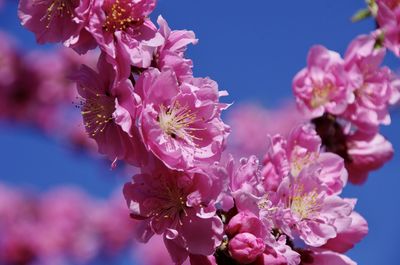 Close-up of pink cherry blossoms