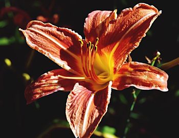 Close-up of day lily blooming outdoors