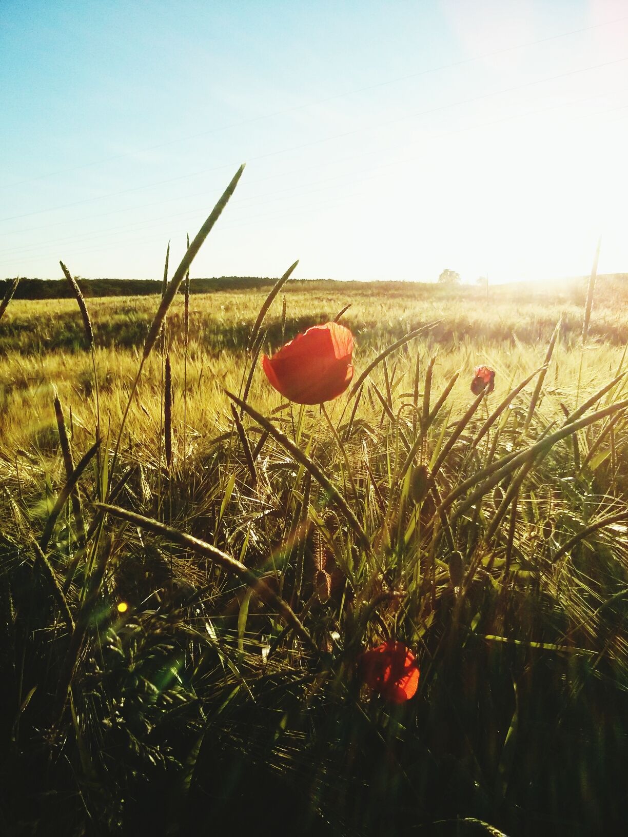 Red poppy