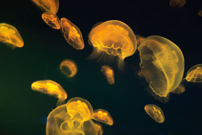 Close-up of jellyfish in sea