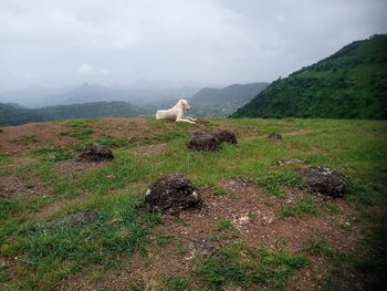 View of a dog on mountain against sky