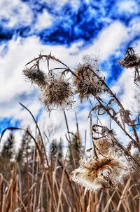 Close-up of dry plants against sky