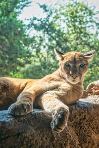 Cat lying on rock