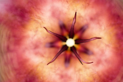 Extreme close up of white flower