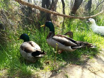 Ducks in a forest