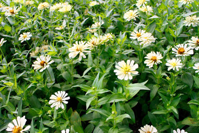 Close-up of flowers blooming outdoors