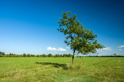 Tree on a green meadow, horizon and small clouds on blue sky