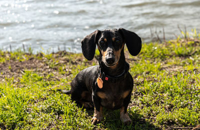 Portrait of black dog lying on land