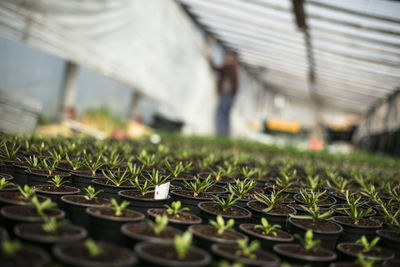 Close-up of plants in greenhouse