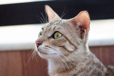 Close-up of a cat looking away