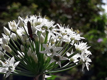 Close-up of white flowers blooming outdoors