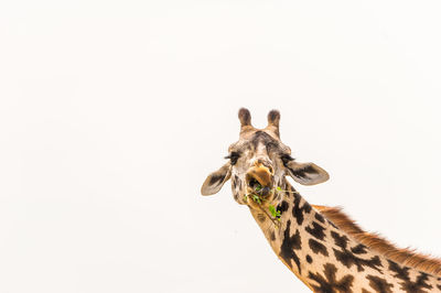 Close-up of giraffe grazing against white background