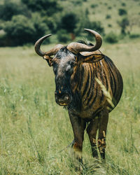 Close-up of a horse on field