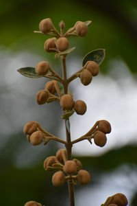 Close-up of seed pod on tree