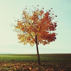 Trees on field