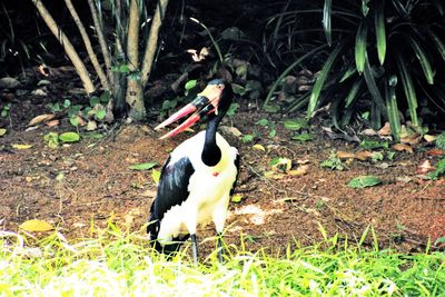 High angle view of deer standing on field