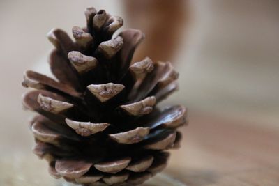 Close-up of pine cone on table