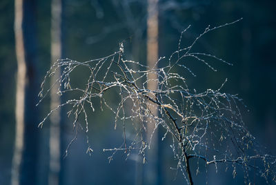 A springtime landscape of a forest clearing in northern europe. spring scenery of woodlands.