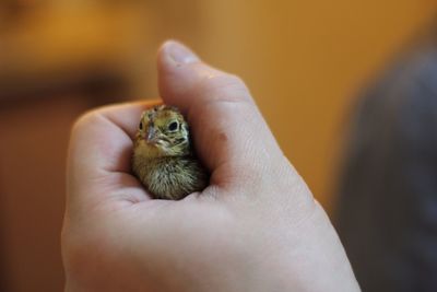 Close-up of cropped hand