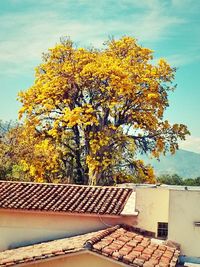 Autumnal leaves on tree trunk