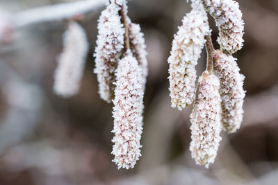 Close-up of frozen plant