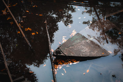 Reflection of trees in puddle